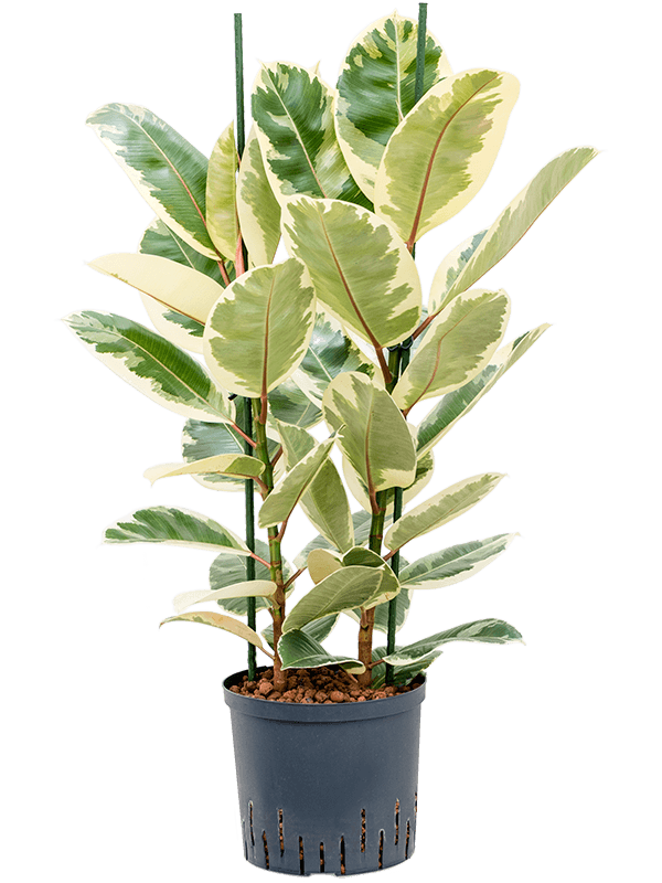 Planta naturala de interior 2pp D40xH90cm Ficus elastica 'Tineke' P22/19cm in hidrogranule