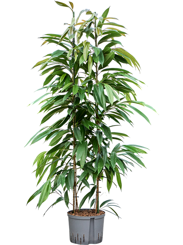 Planta naturala de interior 2pp D50xH150cm Ficus binnendijkii 'Amstel King' P25/19cm in hidrogranule