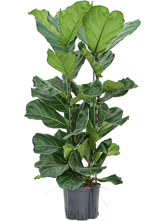 Planta naturala de interior 2pp D60xH110cm Ficus lyrata P22/19cm in hidrogranule