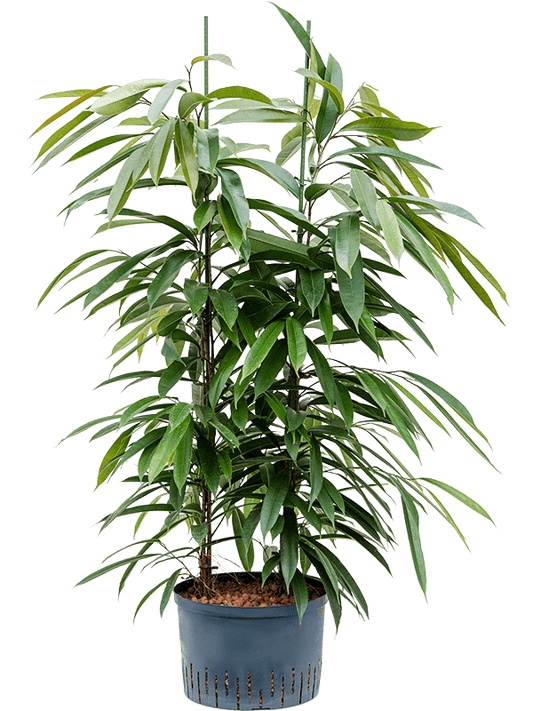 Planta naturala de interior 2pp D60xH125cm Ficus binnendijkii 'Amstel King' P28/19cm in hidrogranule