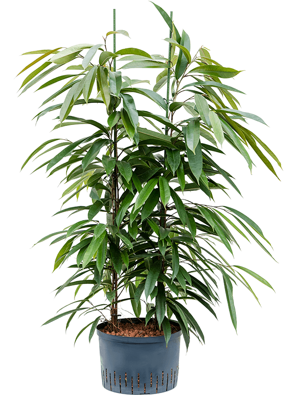 Planta naturala de interior 2pp D60xH125cm Ficus binnendijkii 'Amstel King' P28/19cm in hidrogranule
