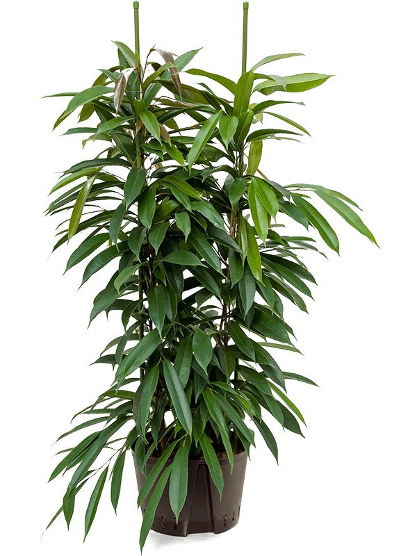 Planta naturala de interior 2pp D60xH150cm Ficus binnendijkii 'Amstel King' P28/19cm in hidrogranule