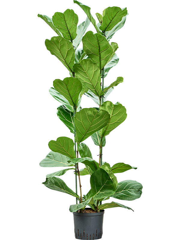 Planta naturala de interior 2pp D60xH200cm Ficus lyrata P22/19cm in hidrogranule