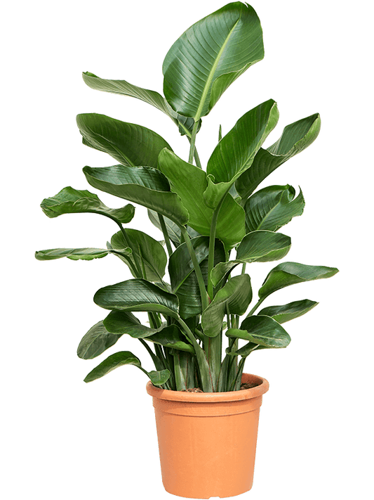 Planta naturala de interior 3-4pp D70xH120cm Strelitzia nicolai PS26/25cm in pamant