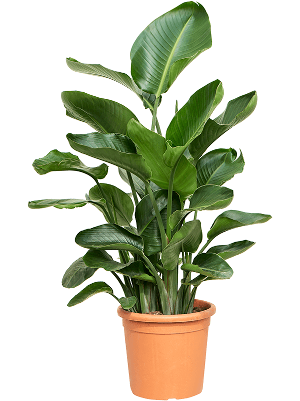Planta naturala de interior 3-4pp D70xH120cm Strelitzia nicolai PS26/25cm in pamant
