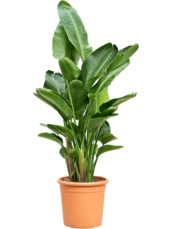 Planta naturala de interior 3-4pp D80xH160cm Strelitzia nicolai PS40/36cm in pamant