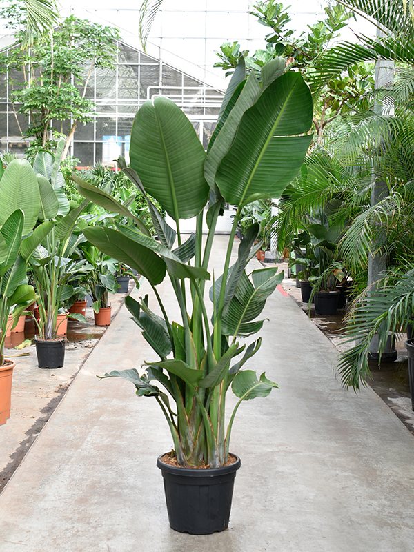 Planta naturala de interior 3-4pp D95xH200cm Strelitzia nicolai PS40/33cm in pamant