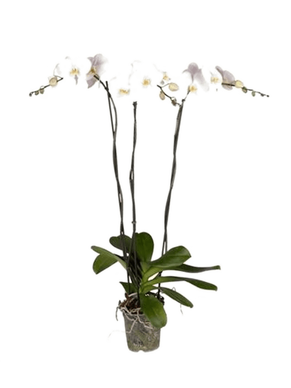 Planta naturala de interior 3-Branch grandiflora White D25xH80cm Phalaenopsis 'Tsarine' PS15/13cm in pamant