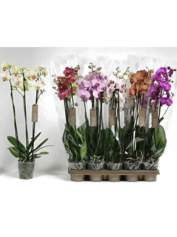 Planta naturala de interior 3-Branches 18+ D25xH60cm Phalaenopsis mix PS12/11cm in pamant