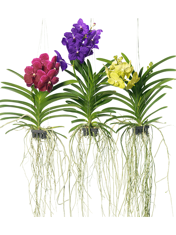 Planta naturala de interior 3 Colors D20xH60cm Vanda mix L PS in pamant