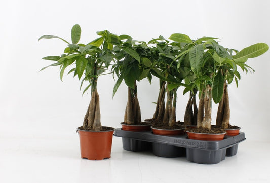 Planta naturala de interior 3 Stem braided H40cm Pachira aquatica PS12/10cm in pamant