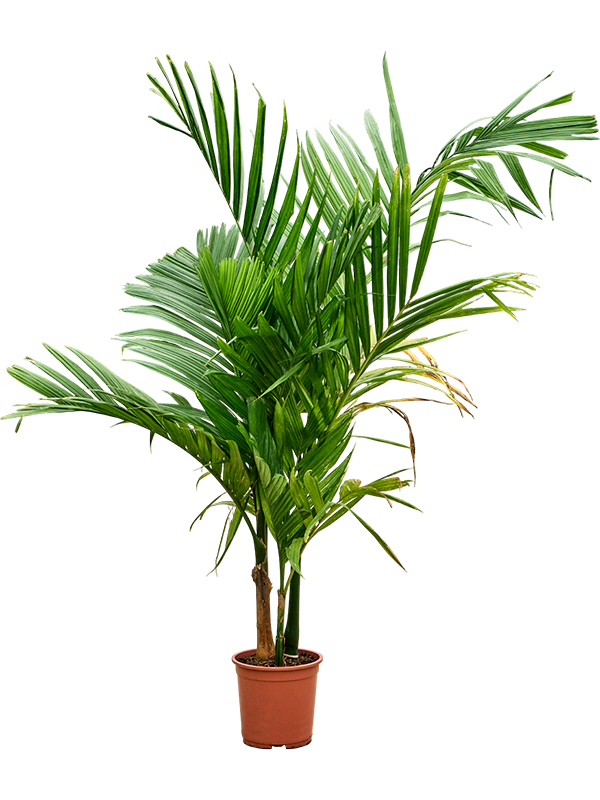 Planta naturala de interior 3-Stem D100xH160cm Areca catechu PS27/30cm in pamant