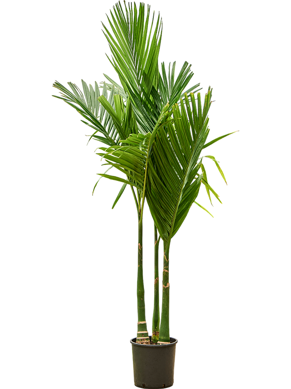 Planta naturala de interior 3-Stem D100xH190cm Areca catechu PS27/30cm in pamant