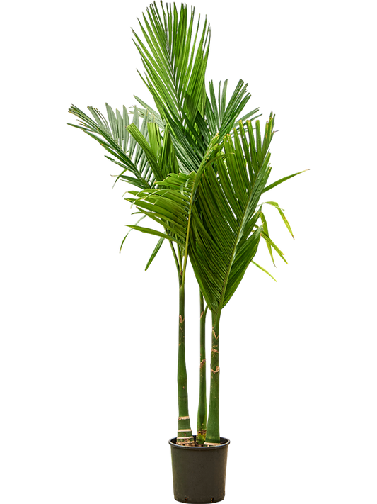 Planta naturala de interior 3-Stem D100xH190cm Areca catechu PS27/30cm in pamant