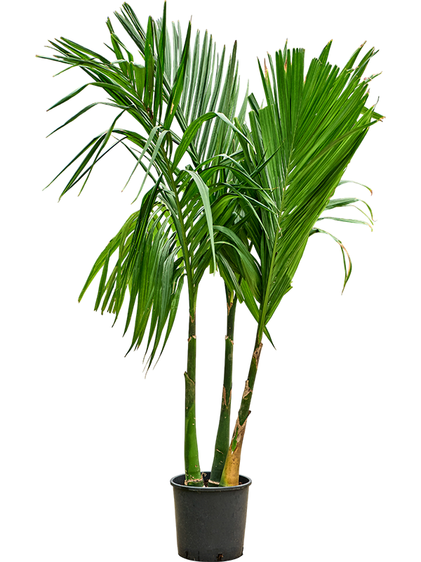 Planta naturala de interior 3-Stem D100xH220cm Areca catechu PS30/27cm in pamant