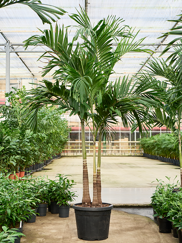 Planta naturala de interior 3-Stem D170xH285cm Veitchia (Adonidia) merrillii PS46/40cm in pamant