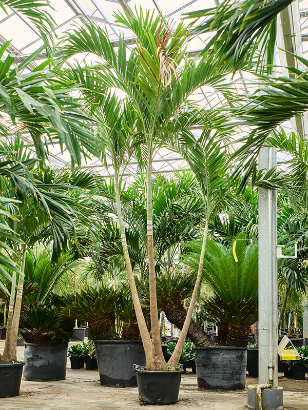 Planta naturala de interior 3-Stem D200xH450cm Veitchia (Adonidia) merrillii PS56/43cm in pamant