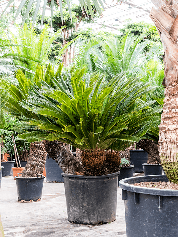 Planta naturala de interior 3 Stem D300xH240cm Cycas revoluta PS90/70cm in pamant