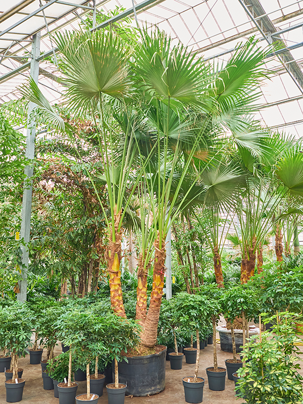 Planta naturala de interior 3-Stem D400xH525cm Livistona chinensis PS102/82cm in pamant
