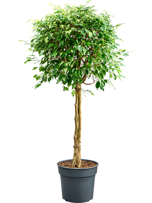 Planta naturala de interior 3-Stem D60xH150cm Ficus benjamina 'Exotica' PS34/30cm in pamant