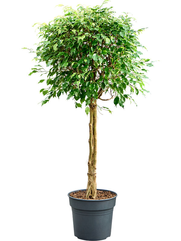 Planta naturala de interior 3-Stem D60xH150cm Ficus benjamina 'Exotica' PS34/30cm in pamant
