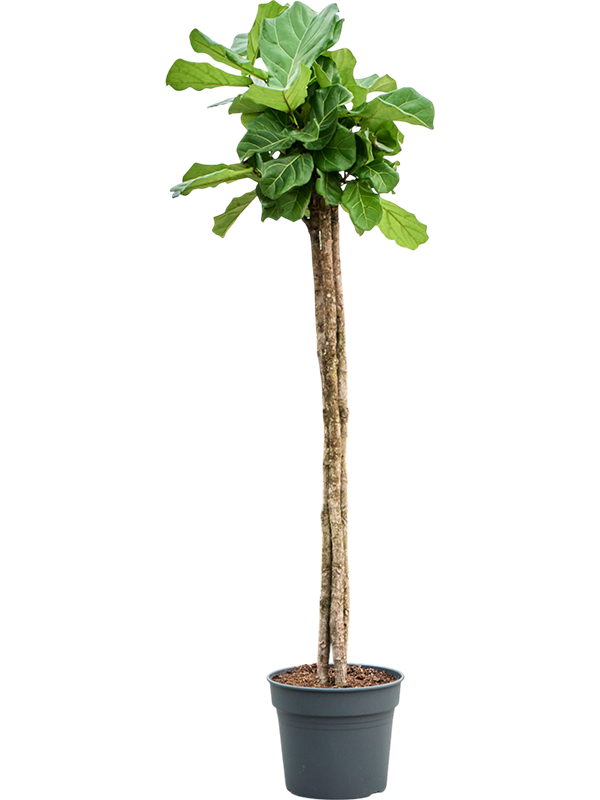 Planta naturala de interior 3-Stem D80xH225cm Ficus lyrata PS38/32cm in pamant