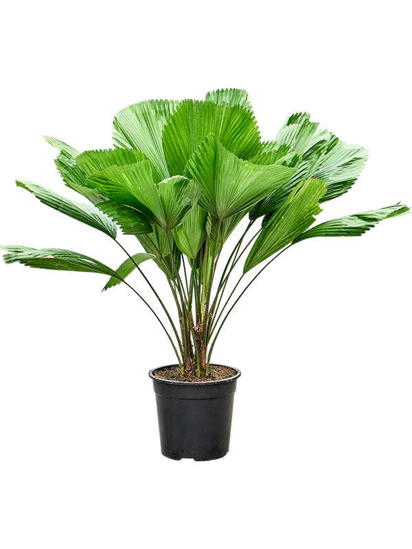 Planta naturala de interior 3-Stem D90xH120cm Licuala grandis PS27/25cm in pamant