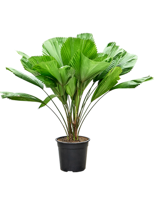 Planta naturala de interior 3-Stem D90xH150cm Licuala grandis PS27/25cm in pamant