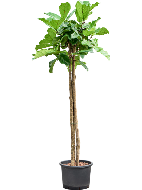 Planta naturala de interior 3-Stem D90xH200cm Ficus lyrata P35/28cm in hidrogranule
