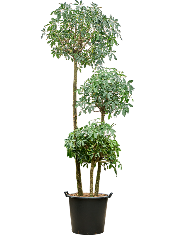 Planta naturala de interior 3-Stem D90xH300cm Schefflera arboricola 'Compacta' PS45/34cm in pamant