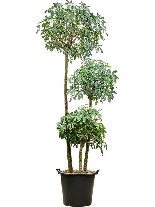 Planta naturala de interior 3-Stem D90xH300cm Schefflera arboricola 'Compacta' PS45/34cm in pamant