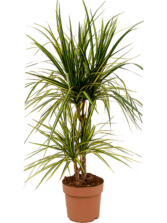 Planta naturala de interior 30-15 D35xH65cm Dracaena marginata 'Sunray' PS17/15cm in pamant