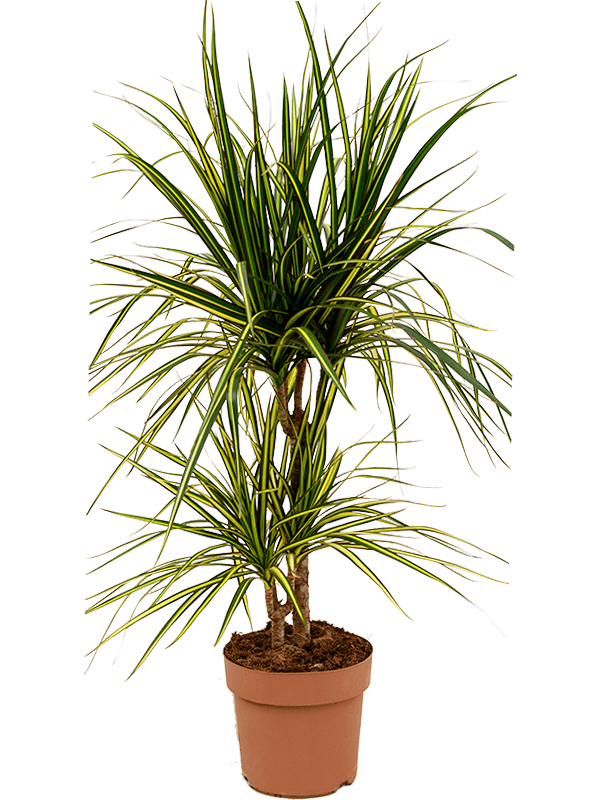 Planta naturala de interior 30-15 D35xH65cm Dracaena marginata 'Sunray' PS17/15cm in pamant