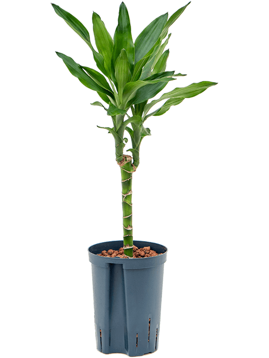 Planta naturala de interior 30 D20xH60cm Dracaena fragrans 'Burundii' P15/19cm in hidrogranule