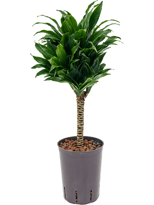 Planta naturala de interior 30 D25xH60cm Dracaena fragrans 'Compacta' P15/19cm in hidrogranule