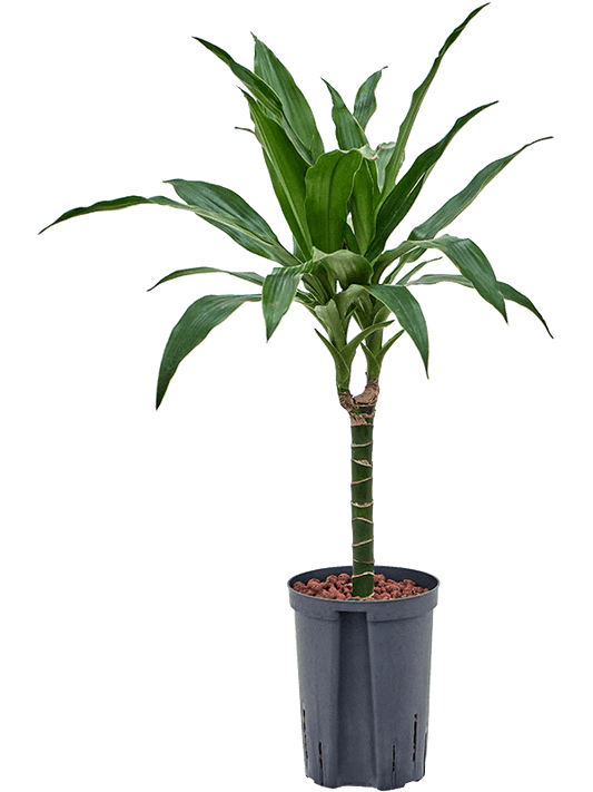 Planta naturala de interior 30 D25xH70cm Dracaena fragrans 'Janet Craig' P15/19cm in hidrogranule