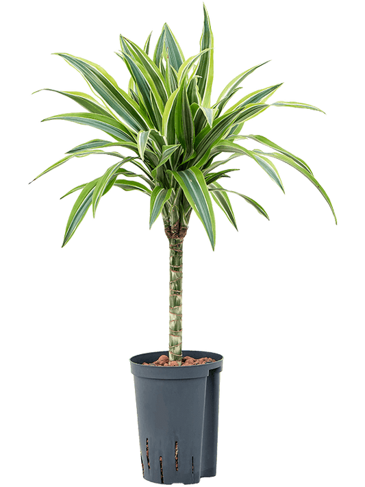 Planta naturala de interior 30 D30xH55cm Dracaena fragrans 'Lemon Lime' P15/19cm in hidrogranule