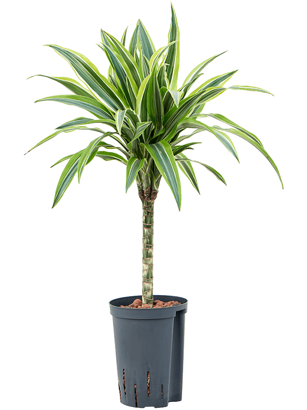 Planta naturala de interior 30 D30xH55cm Dracaena fragrans 'Lemon Lime' P15/19cm in hidrogranule