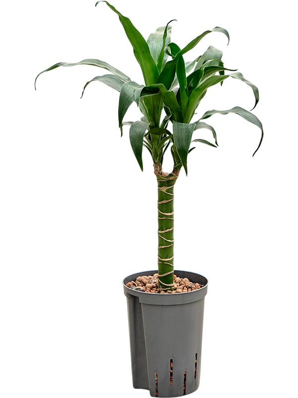 Planta naturala de interior 30 D30xH60cm Dracaena deremensis 'Black Beauty' P15/19cm in hidrogranule