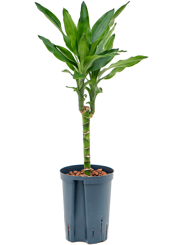 Planta naturala de interior 30 D30xH60cm Dracaena fragrans 'Burundii' P15/19cm in hidrogranule