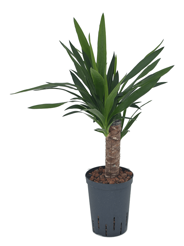 Planta naturala de interior 30 D30xH70cm Yucca elephantipes P15/19cm in hidrogranule