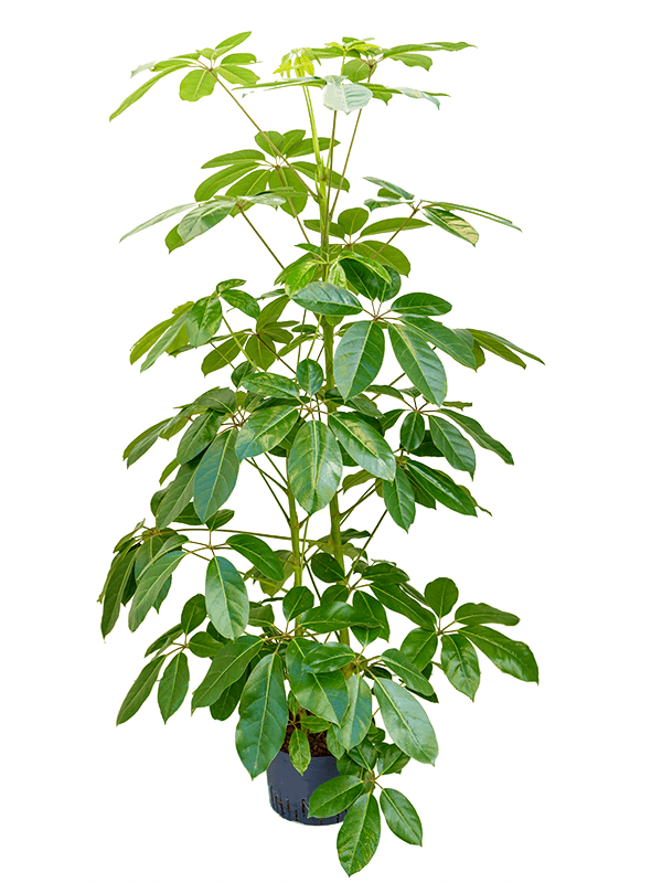 Planta naturala de interior 3pp (180+) D70xH180cm Schefflera actinophylla 'Amate' P28/19cm in hidrogranule