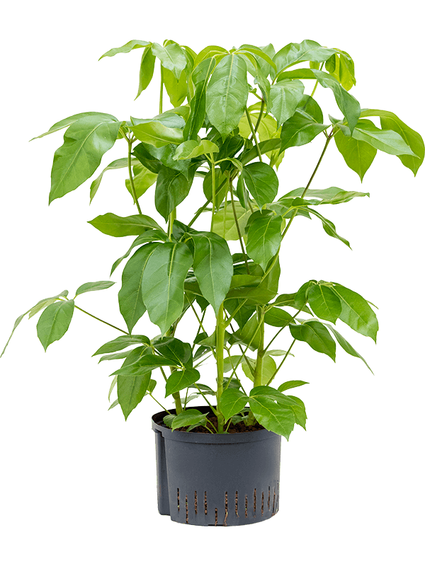 Planta naturala de interior 3pp (80-100) D60xH100cm Schefflera actinophylla 'Amate' P28/19cm in hidrogranule