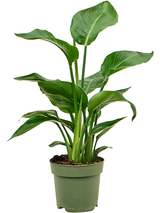 Planta naturala de interior 3pp D25xH60cm Strelitzia nicolai PS17/15cm in pamant