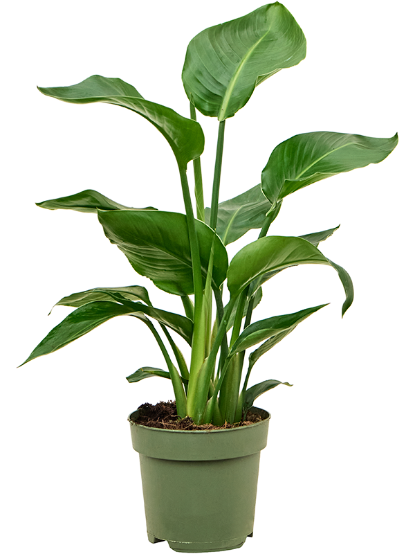 Planta naturala de interior 3pp D25xH60cm Strelitzia nicolai PS17/15cm in pamant