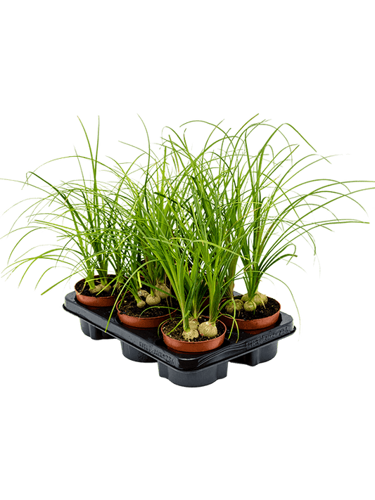 Planta naturala de interior 3pp D30xH35cm Nolina recurvata PS12/9cm in pamant