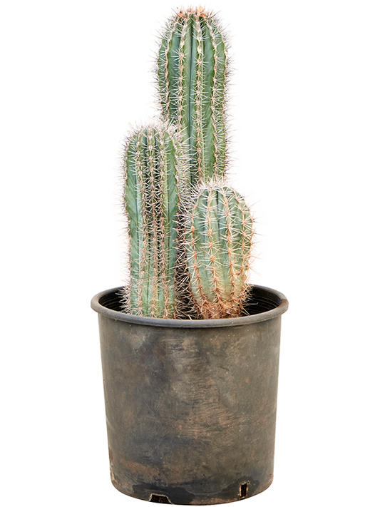 Planta naturala de interior 3pp D30xH95cm Pachycereus pringlei PS30/30cm in pamant