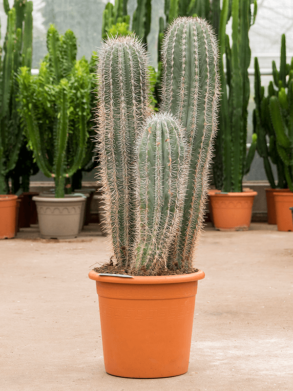 Planta naturala de interior 3pp D35xH100cm Pachycereus pringlei PS30/29cm in pamant