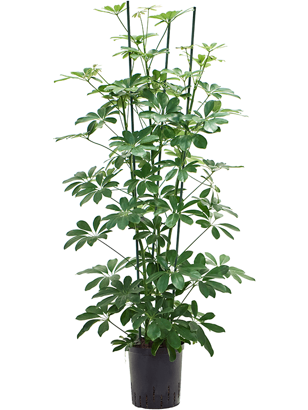 Planta naturala de interior 3pp D35xH130cm Schefflera arboricola 'Compacta' P18/19cm in hidrogranule