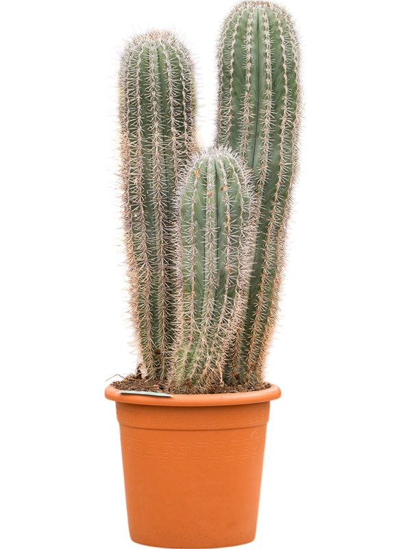 Planta naturala de interior 3pp D35xH80cm Pachycereus pringlei PS30/25cm in pamant